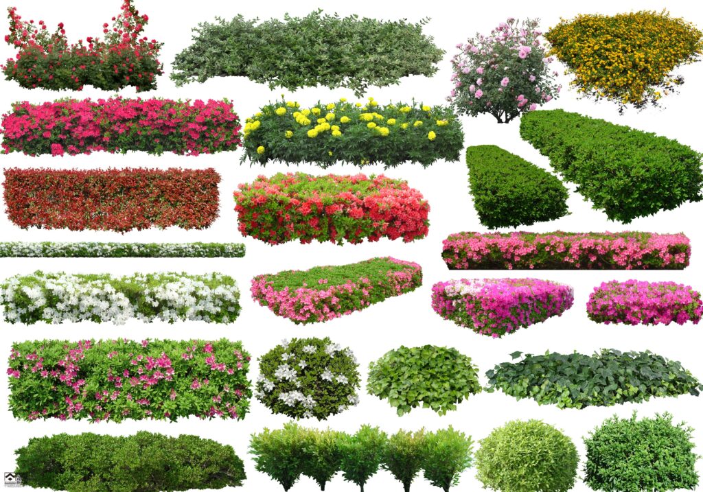 20241122155918897-植物 (7)