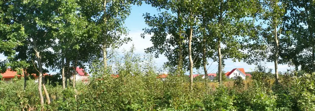 20251016132418555-Landscape (13)